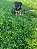Klein soort lieve jack russel  pup  black & tan, Dieren en Toebehoren, Jack Russell Terriër, 8 tot 15 weken, Parvo, Meerdere