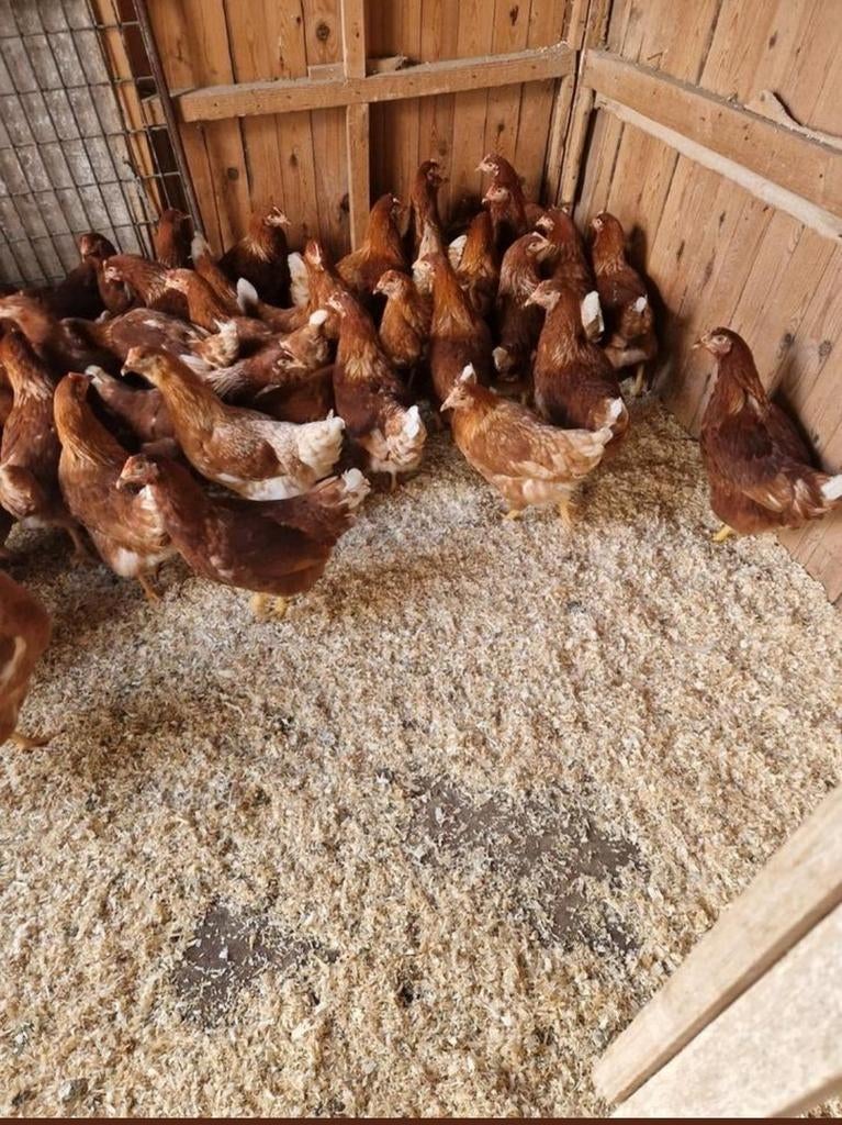 Te koop mooie jonge legkippen, Dieren en Toebehoren, Pluimvee, Vrouwelijk, Kip