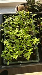 Vleestomatenplanten  vlees tomaten planten, Tuin en Terras, Planten | Tuinplanten, Ophalen, Eenjarig, Groenteplanten, Volle zon