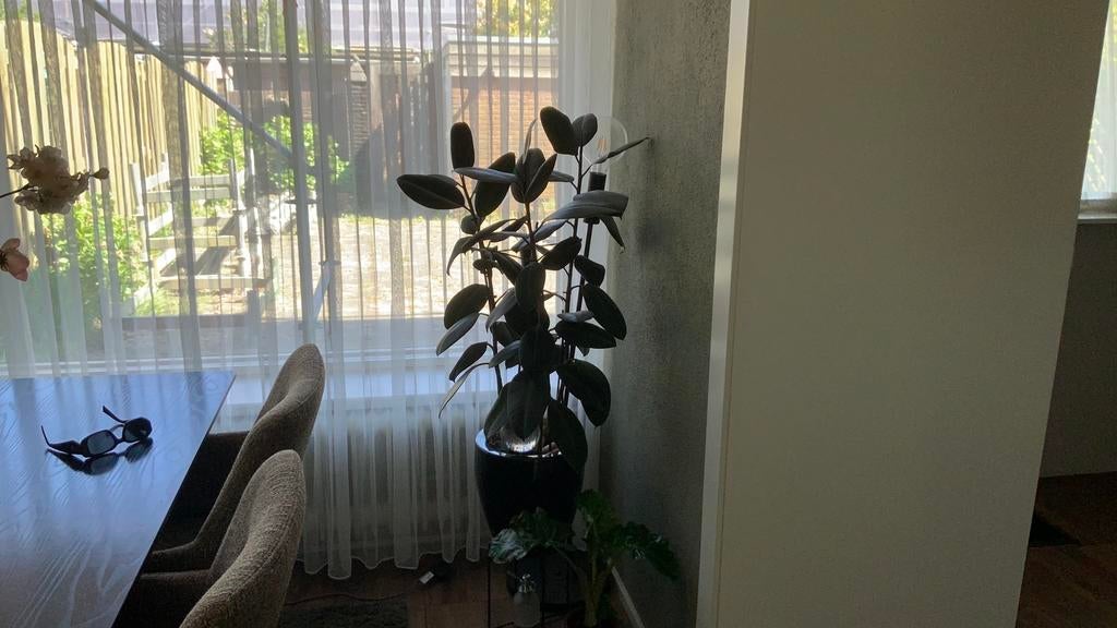 Rubberplant, Huizen en Kamers
