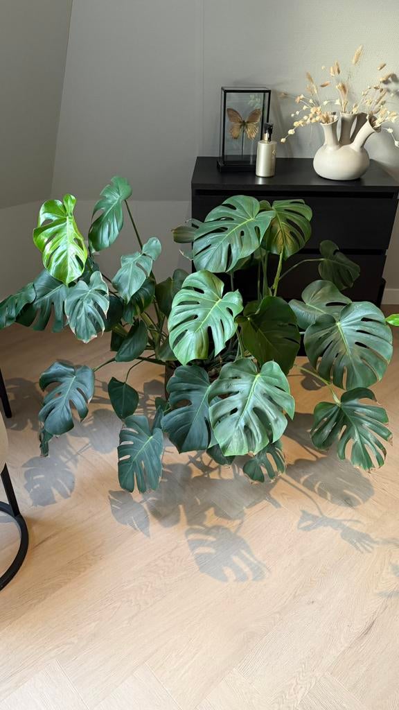 Monstera deliciosa plant kamerplant groot grote, Huis en Inrichting, Ophalen, Halfschaduw