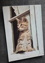 Grijs katje zit in vensterbank, Verzenden, 1980 tot heden, Ongelopen, Hond of Kat
