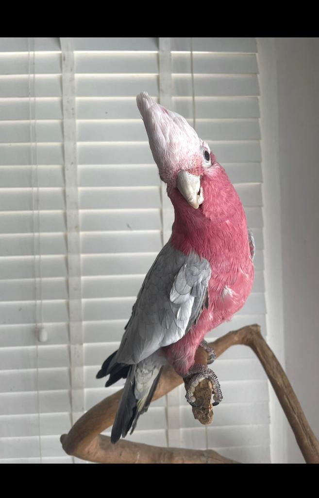 Zeer Tamme Rose Split Lutino Kakatoe Man, Dieren en Toebehoren, Vogels | Parkieten en Papegaaien, Mannelijk, Papegaai, Pratend