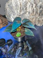 Begonia Pavonina x Promethea, Ophalen of Verzenden, Halfschaduw, Minder dan 100 cm