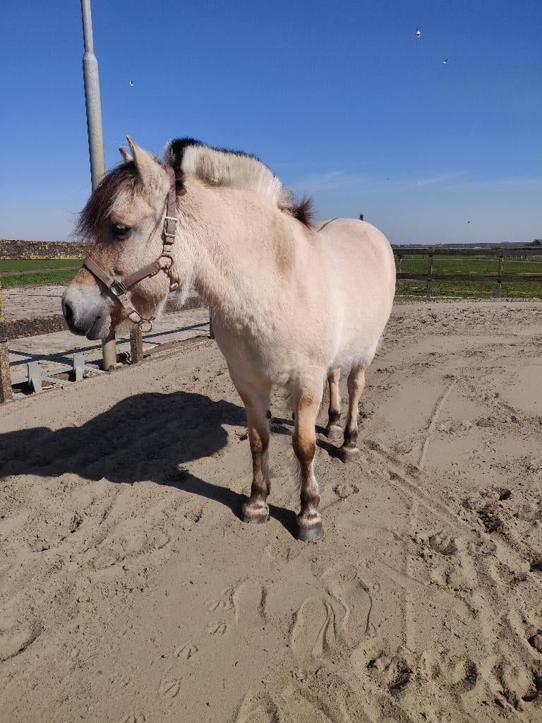 Gezocht! betrouwbare ervaren verzorgster