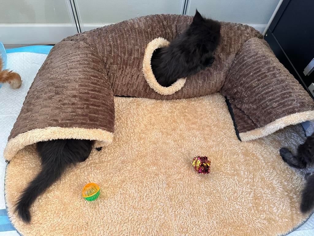 Kitten speeltunnel, Dieren en Toebehoren, Ophalen
