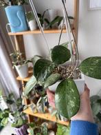 Hoya michele, Huis en Inrichting, Kamerplanten, Minder dan 100 cm, Bloeiende kamerplant, Groenteplant, Halfschaduw