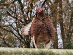 Rode ardenner kalkoenen., Meerdere dieren, Kalkoen