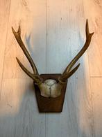 Hertenkop, Ophalen of Verzenden