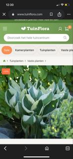 Hosta fortunei 'Patriot' - Middelgrote Hosta met 5+ neuzen, Overige soorten, Vaste plant, Ophalen of Verzenden, Halfschaduw