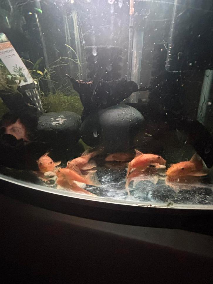 Kweekgroep Ancistrus L144 Blue Eyes, Dieren en Toebehoren, Vissen | Aquariumvissen, Vis