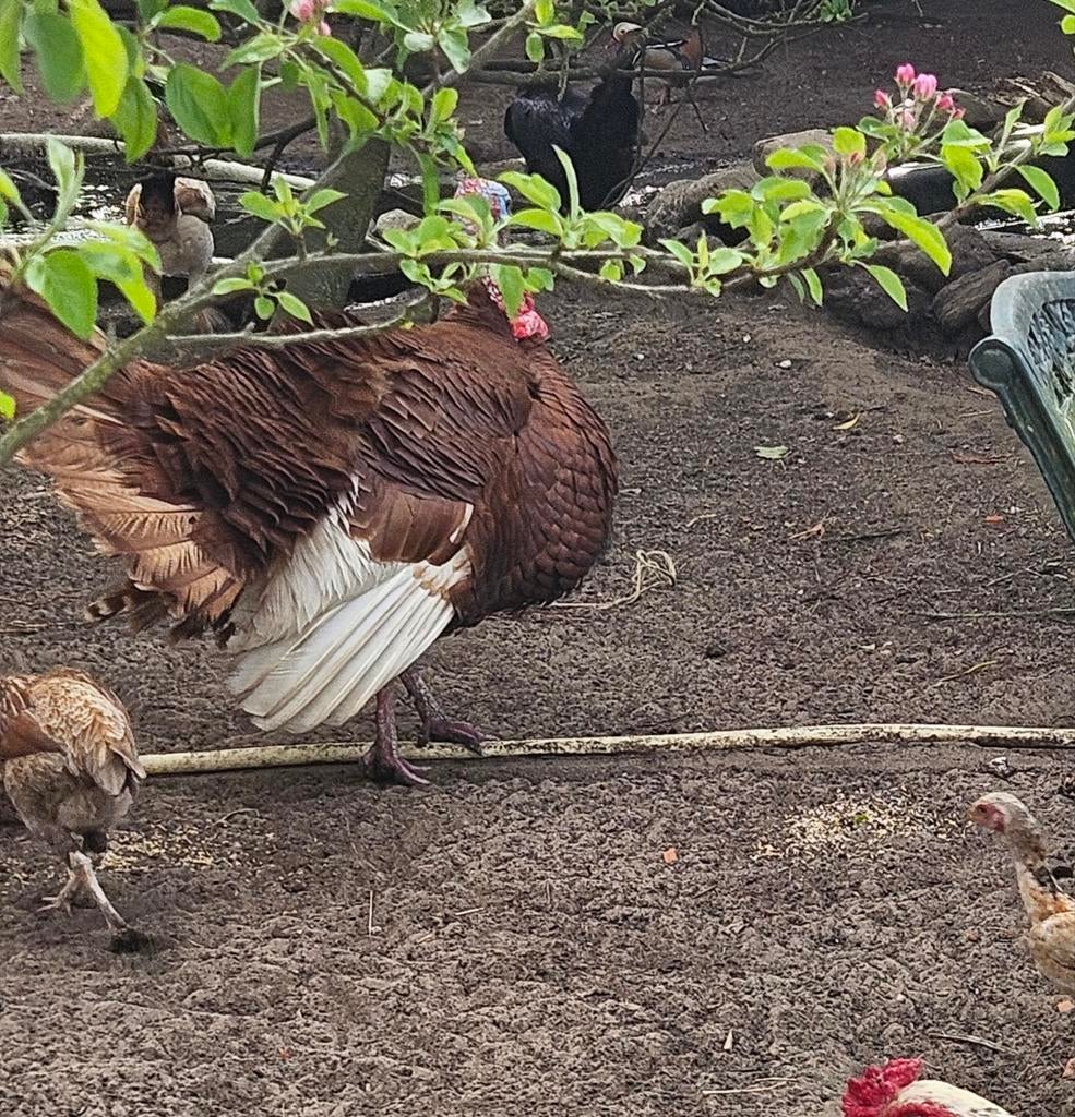Mooi trio kalkoenen, Dieren en Toebehoren, Pluimvee, Vrouwelijk, Kip