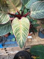 Philodendron Pink Birkin - Pot 12, Overige soorten, In pot, Minder dan 100 cm, Groene kamerplant