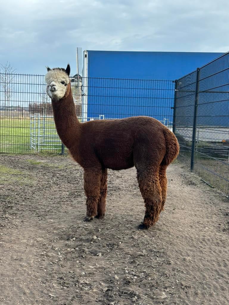 Leuke alpaca dekhengst te koop, stamboom!, Dieren en Toebehoren, Overige Dieren, September, Mannelijk