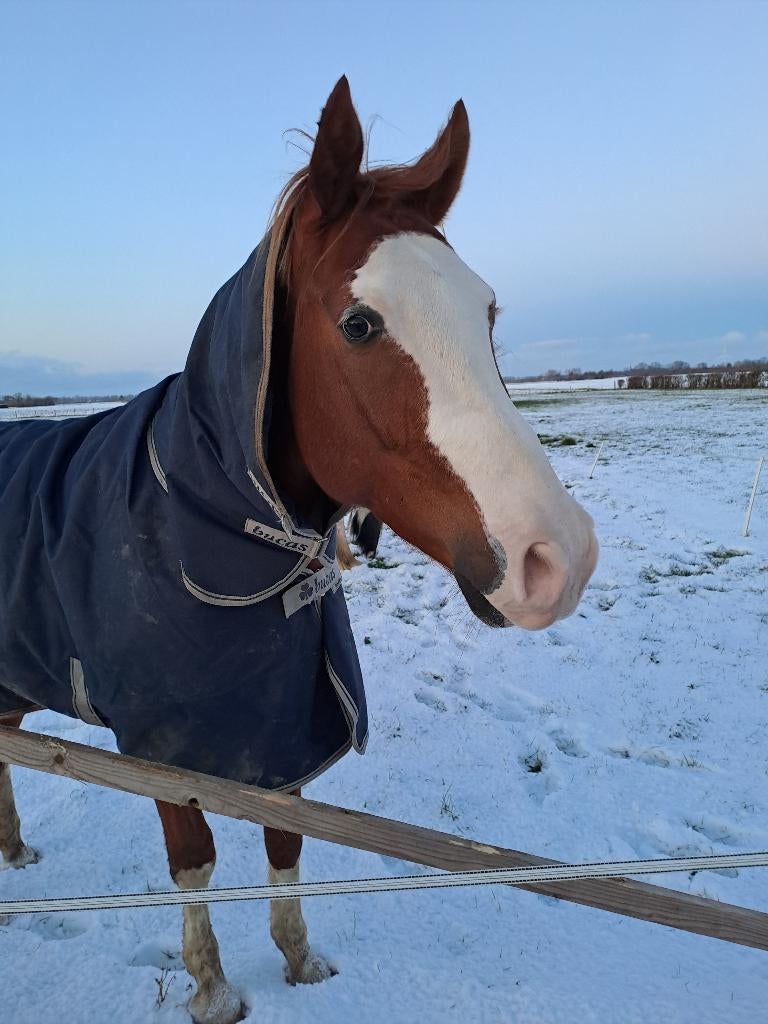 Bucas deken 200 gr, Dieren en Toebehoren, Paarden en Pony's | Dekens en Dekjes, Ophalen, Gebruikt, Deken