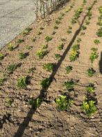 planten, Ophalen, Lente, Overige soorten, Volledige schaduw