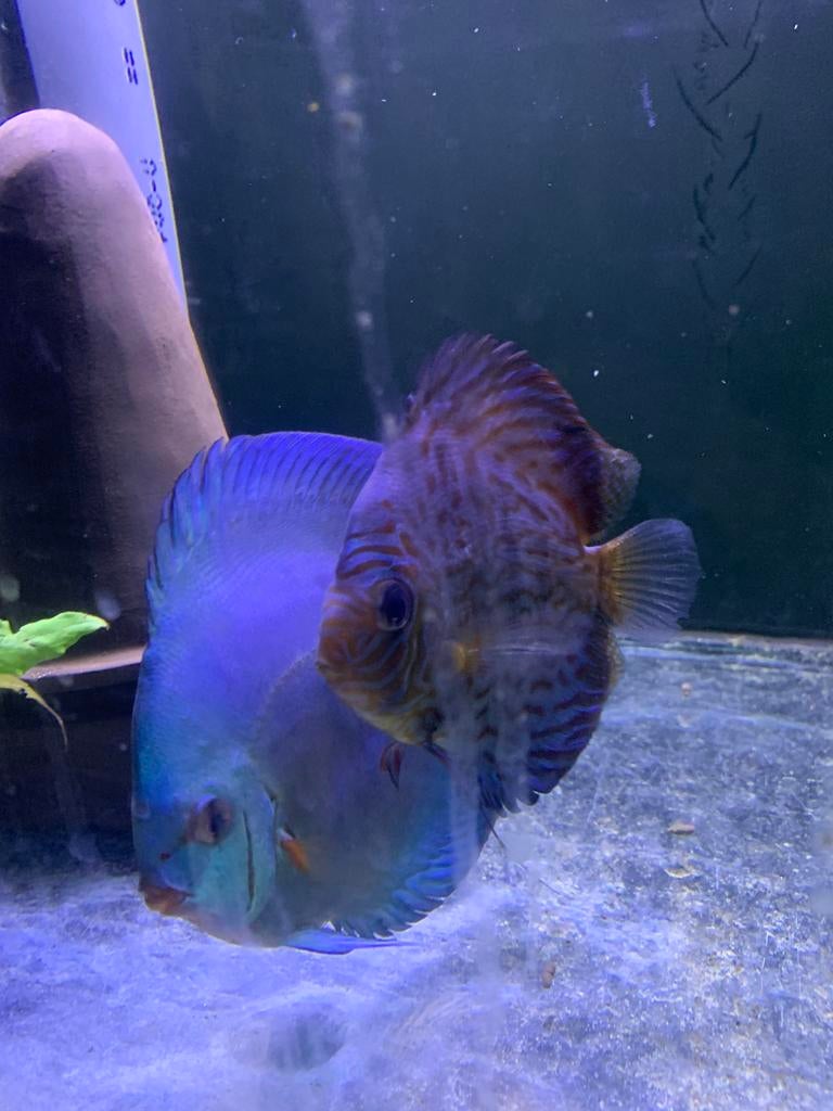 Discus koppel, Dieren en Toebehoren, Vis