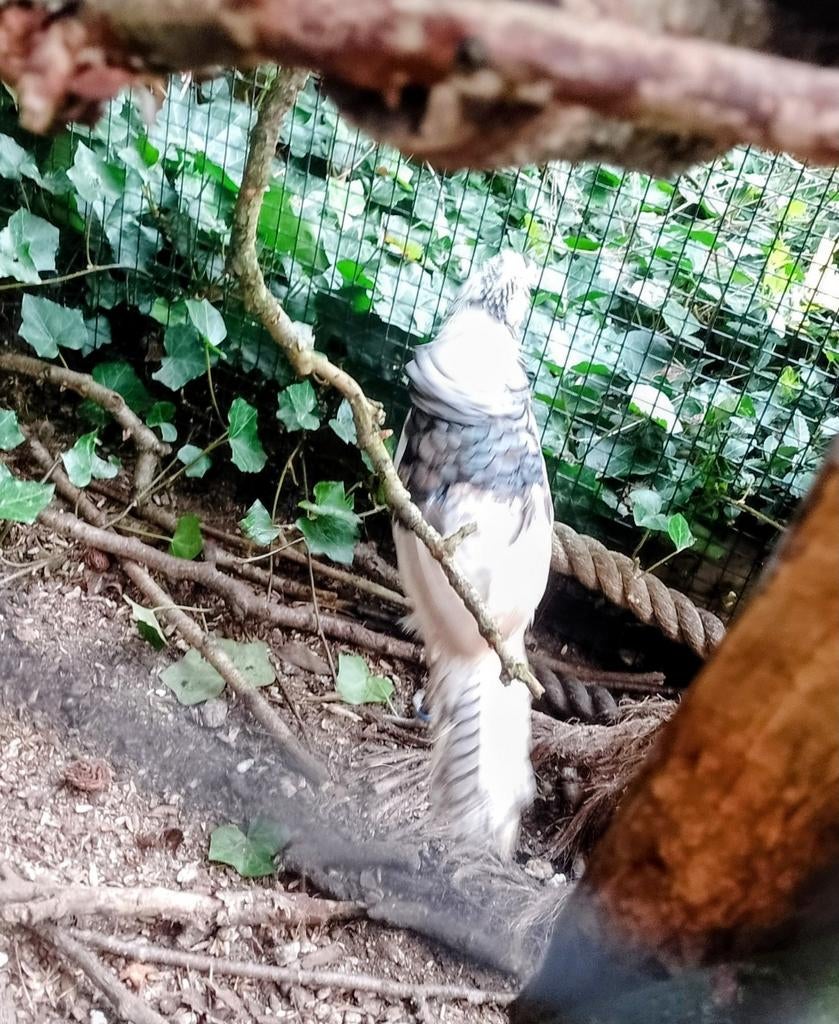 Lady Amherst fazant haan zilver, Dieren en Toebehoren, Pluimvee, Mannelijk, Overige soorten