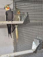 Koppel valkparkieten, Dieren en Toebehoren, Meerdere dieren, Parkiet