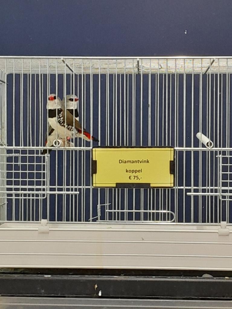 tropische - volierevogels, Geslacht onbekend, Geringd