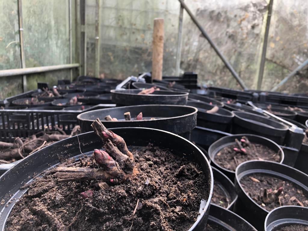 Pioenrozen 'Angels Cheeks' & 'Gardenia' - Restpartij in pot, Tuin en Terras, Planten | Tuinplanten, Volle zon, Vaste plant, Lente