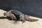 Uromastyx dispar flavifasciata 0.0.2, Hagedis, Tam, 0 tot 2 jaar
