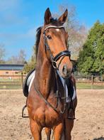 ⭐️ Super brave allrounder ️⭐️ Lease op verplaatsing, Dieren en Toebehoren, Paarden en Pony's | Overige Paardenspullen, Ophalen of Verzenden