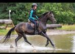TE KOOP: Super allround D pony (1.48), Merrie, M, D pony (1.37m tot 1.48m), 7 tot 10 jaar