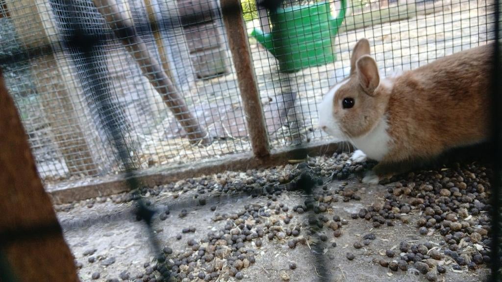 Vrouwelijke konijnen te koop, Vrouwelijk, Klein, 0 tot 2 jaar