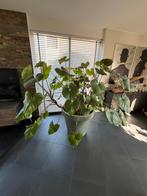 Mega kamerplant + pot Homalomena, Ophalen, Overige soorten, Halfschaduw, In pot