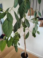 Zelf opgekweekte Avocado Plant, Tuin en Terras, Ophalen
