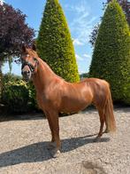Super stoere 10 jarige D-pony te koop, Dieren en Toebehoren, Minder dan 160 cm, Gechipt, Ruin, Dressuurpaard