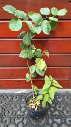 Hazelaar boompje in pot, 70 cm hoog, Vaste plant, Halfschaduw, Lente, Ophalen