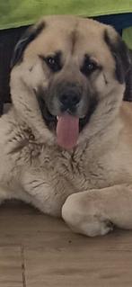 KANGAL MALENMOET REX TE KOOP ECHT WAAKS / VEERIJVERS, Dieren en Toebehoren, Particulier, Rabiës (hondsdolheid), Buitenland, Eén hond