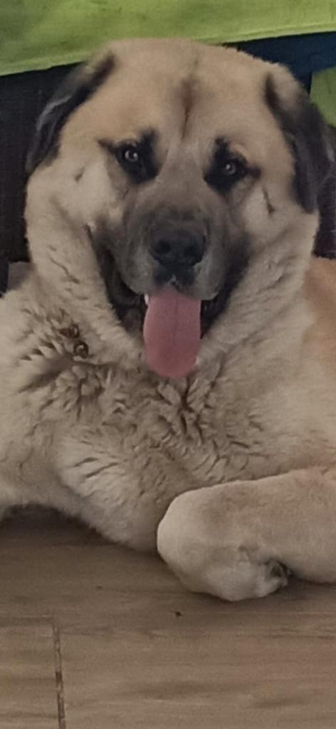 KANGAL MALENMOET REX TE KOOP ECHT WAAKS / VEERIJVERS, Dieren en Toebehoren, Honden | Herdershonden en Veedrijvers, Reu, Overige rassen