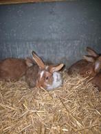 Konijnen, Dieren en Toebehoren, Konijnen, Meerdere dieren, Middelgroot, 0 tot 2 jaar