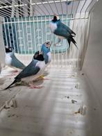Te koop aangeboden zeer grote Gouldamadines blauw, Meerdere dieren, Tropenvogel