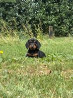 Lieve black and tan teckels te koop, Reu, 8 tot 15 weken, Korthaar, Dwerg