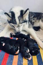 Labsky mix puppies geboren!, 8 tot 15 weken, Parvo, Meerdere, Meerdere dieren