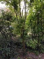 Japanse esdoorn, Tuin en Terras, Planten | Bomen, Ophalen, Bloeit niet, Halfschaduw, Overige soorten