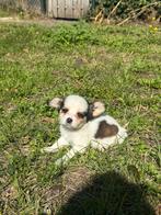 Cavalier x Pomsky, Meerdere, Meerdere dieren, Middel, Nederland