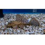 meerval 15cm gratis af te halen, Dieren en Toebehoren, Vissen | Aquariumvissen, Vis, Zoetwatervis