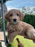 Medium doodle pups Irish/maltipoo, Dieren en Toebehoren, 8 tot 15 weken, Geslacht onbekend, Meerdere, Middel