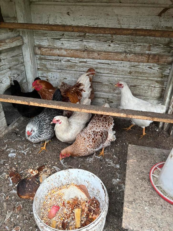 Jonge, tamme kippen – bijna aan de leg!, Dieren en Toebehoren, Pluimvee, Kip, Vrouwelijk