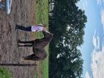 2 jarige tinkerhengst, Gechipt, 0 tot 2 jaar, Hengst, Onbeleerd