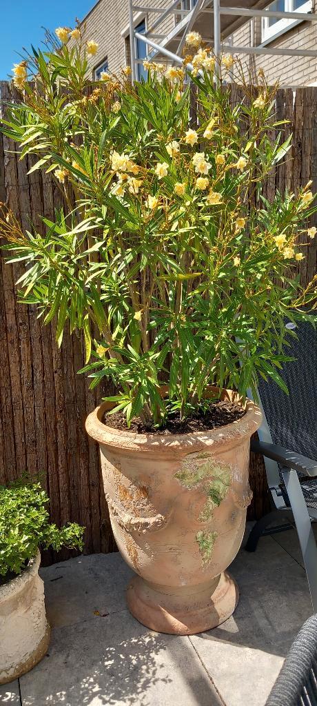 Anduze potten, Tuin en Terras, Tuinvazen, Gebruikt, Ophalen of Verzenden