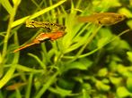 Super mooie endler guppen, guppies, guppie, guppy, aquarium, Vis, Zoetwatervis