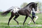 Appaloosa dressuur / spring dekhengsten. Groot aanbod., Hengst