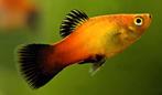 Platy visjes, Vis, Zoetwatervis, Schoolvis