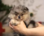 Pomeriaan pup reutje Merle Bear type – te reserveren, Keeshond, Reu, 8 tot 15 weken, Buitenland